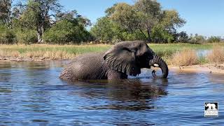 An energetic Morula playing in her pool |Living With Elephants Foundation | Okavango Delta, Botswana