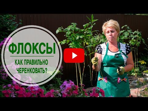 Видео: Выращивание черенков ползучих флоксов - Когда брать черенки с ползучих флоксов