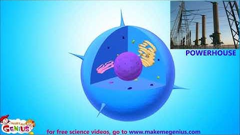 Video Animals Cells Structure & Functions Animation Video for Kids