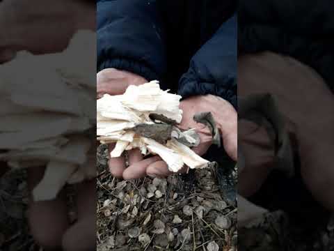 Места обитания бобра