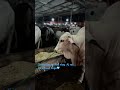 Boys first love #shorts #viral #fyp