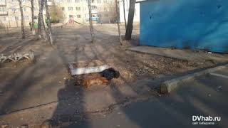 В Биробиджане активизировались догхантеры В Биробиджане активизировались догхантеры