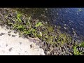 Thousands of tiny frogs and tadpoles.