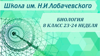 Биология 8 класс 23-24 неделя Дыхательная система. Значение дыхания Биология 8 класс 23-24 неделя Дыхательная система. Значение дыхания