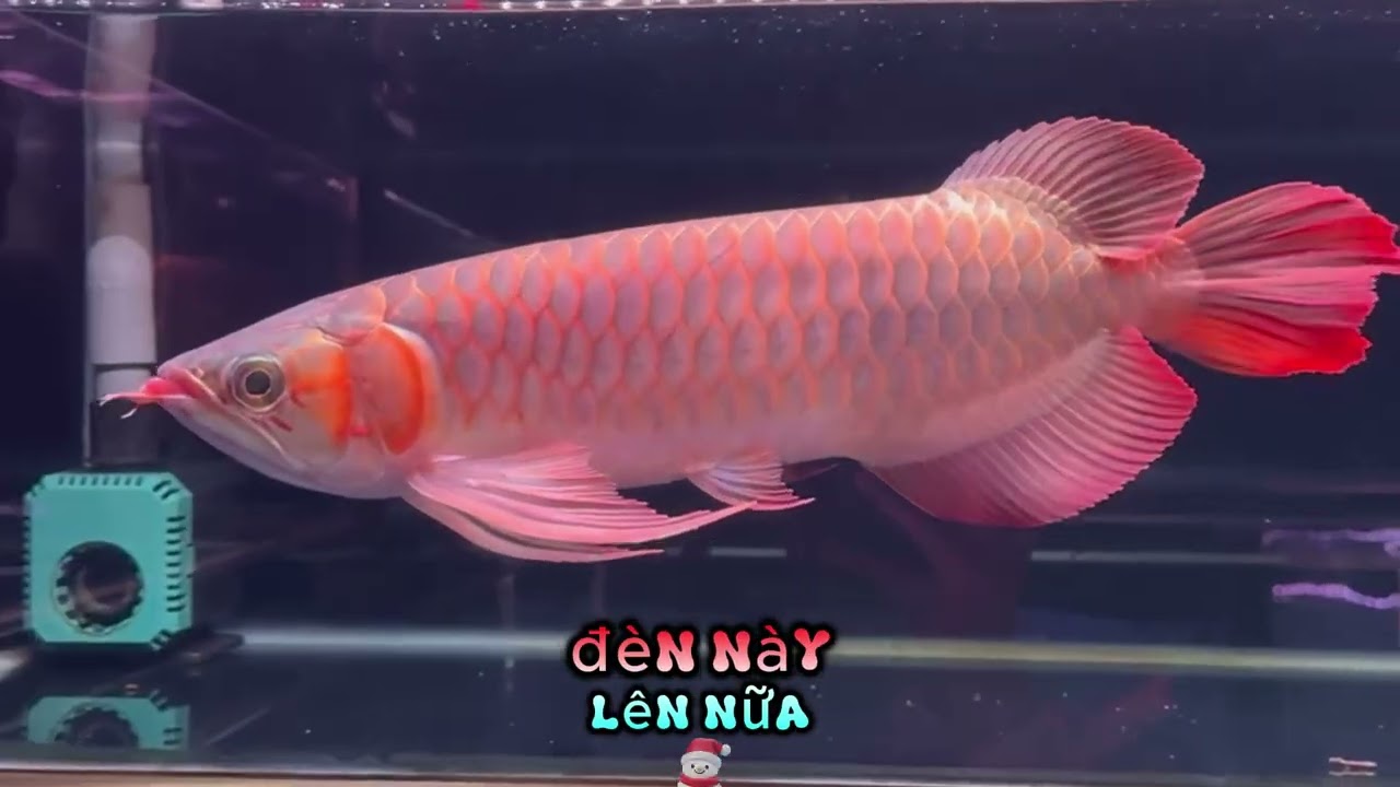 Cách chăm H.uyết Long nhỏ cho người mới chơi