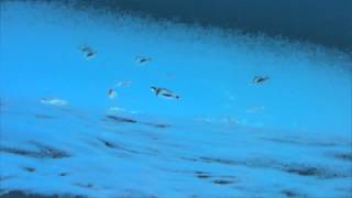 Penguins at play near Palmer Station Antarctica