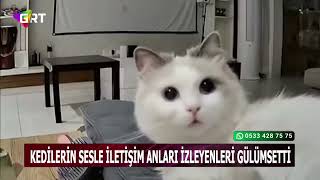 Kediler sahibinin sesine böyle tepki verdi