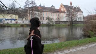 Labradoodel Maggie wird größer 03