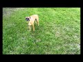 A dog trained to poop on command.wmv A dog trained to poop on command.wmv