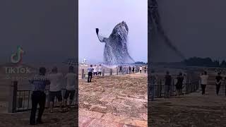 Very big Whale#Whale#Water#tik tok#
