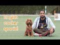 دليلك لاقتناء كلب كوكر - أصل الكلب English cocker spaniel