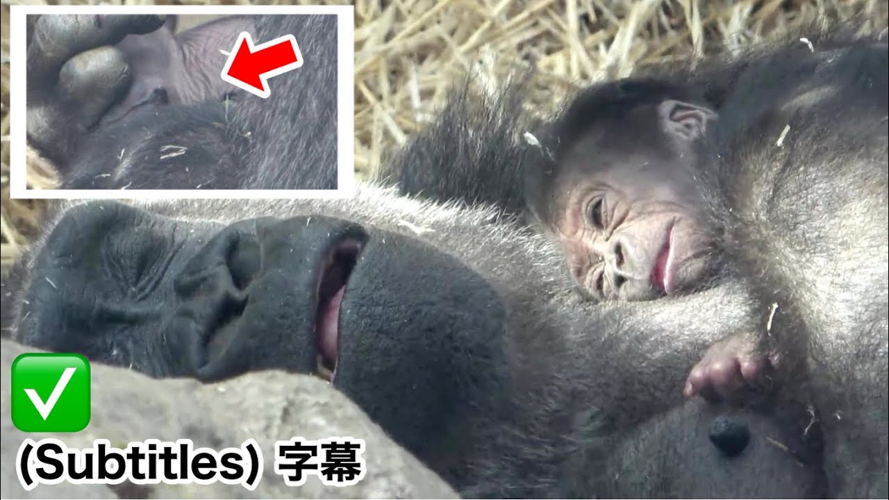 Еще раз посмотрел на детеныша гориллы! Надеюсь, это девочка. Интересно, а может, это мальчик?