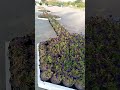 subscribe my YouTube channel life style vlogs