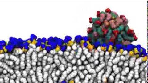 Gold nanoparticles easily penetrate cells