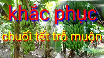 chăm sóc chuối tết trổ hoa muộn buồng to quả dài cho kịp chuối tết, chăm sóc bón phân cho chuối tết