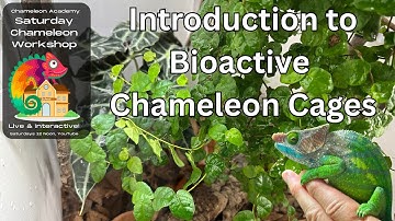 Set up a BioActive Chameleon Cage!