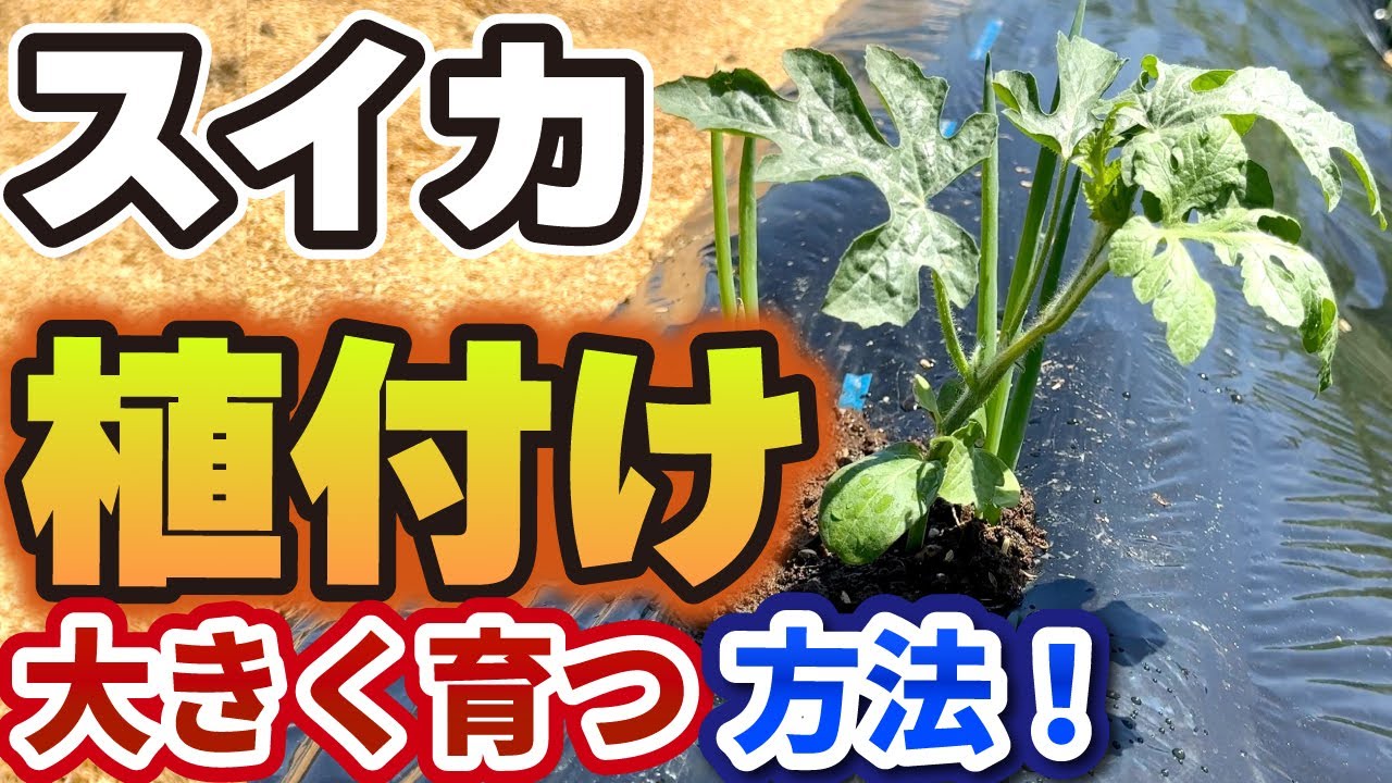すいか栽培】最初が肝心！苗植える時にやると、大きく育つ栽培方法【3