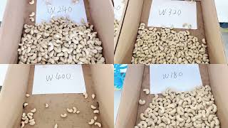 TAIHO Cashew Kernel Grading Machine