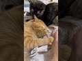 可愛い　#shorts #cat #猫のいる暮らし #ねこ #サビ猫　#茶トラ