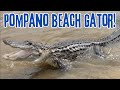 Pompano beach gator