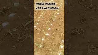 Pohon jagung usia tanam 2minggu diberi pupuk urea secomot diantara pohon #tani#indonesia#trending