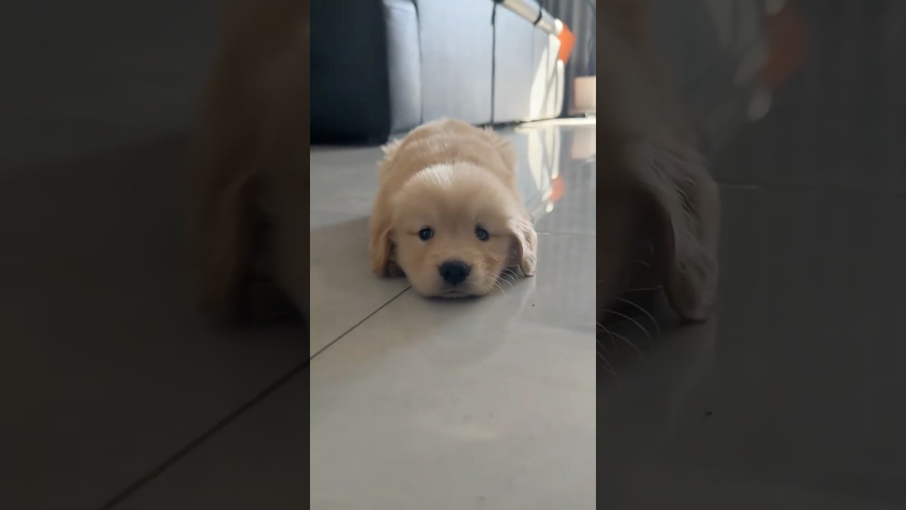 Top 5 Dogs of the Week