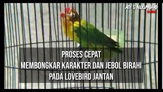 Rawatan MEMBONGKAR KARAKTER dan JEBOL BIRAHI pada lovebird jantan !!!