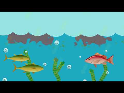 What is eutrophication?