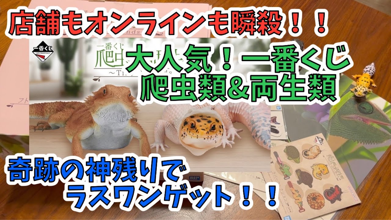 一番くじ】大人気！爬虫類&両生類！売り切れで意気消沈…別店舗行ったら