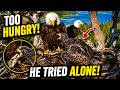 Shadow Brings Food… But Baby Can’t Wait 😳🐣 Shadow Didn’t Feed Him… So He Did THIS 😲