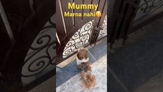 Mummy marna nahi🥰 #funny #goldenretreivers #funnyanimal #comedy #mummy #marna #funnydog #besties