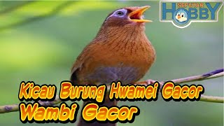 Kicau Burung Hwamei Wambi Gacor - Masteran Hwamei Wambi