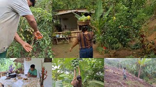 rotina de sítio árvores frutíferas que ganhamos colheita almoço e muito trabalho com chuva