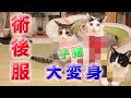 術後服を初体験！ まっすぐ歩けない子猫たち 【瀬戸の子猫日記】
