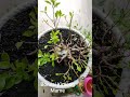 Nikmati prosesnya Bonsai Kimeng Mame....