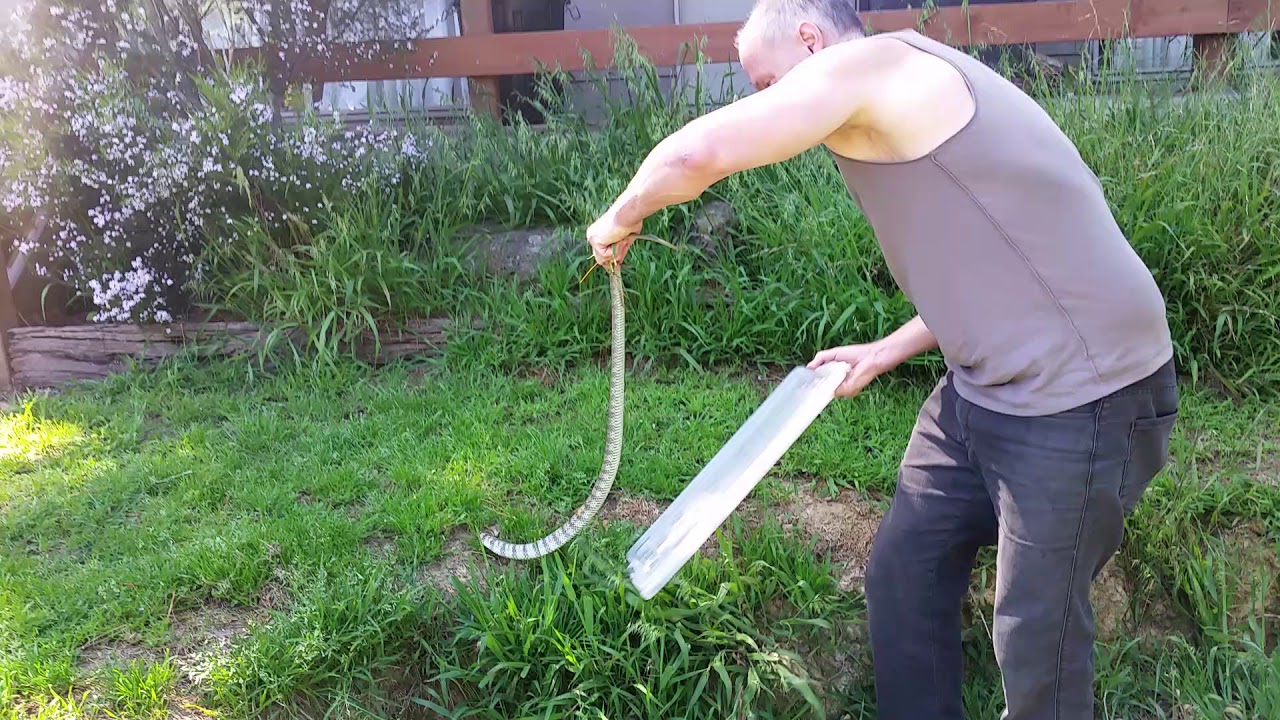 Как ловят змей