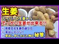 【スーパーの生姜からでっかい生姜が出来る！】今から間に合う！用意する生姜の選び方と芽出しのコツ！芽出し中にカビを発見した時の秘策（裏技）／種生姜の準備／家庭菜園／初心者向け