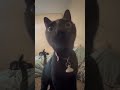 My cat doing asmr #cat #pteradon #cute #kittykitty #asmr #asmrsounds