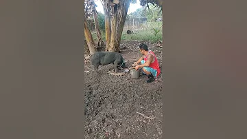 Pig Farming pag aalaga ng mga native na baboy sa ating backyards👍👍👍