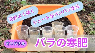 花がよく咲く　シュートがバンバン出る　バラの寒肥