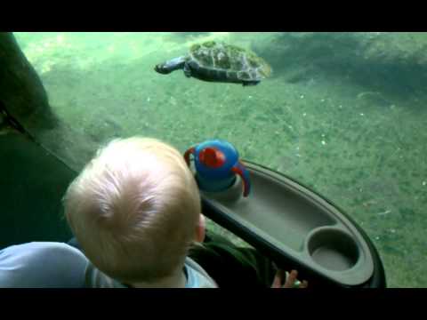 Toren at zoo with turtle