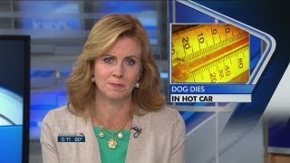Dog dies in hot car in Round Rock