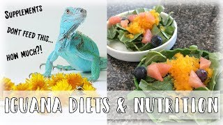 Green Iguana Diets: What To Feed Your Green Iguana (2019)