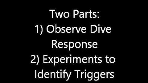 SCWIBLES Dive Response