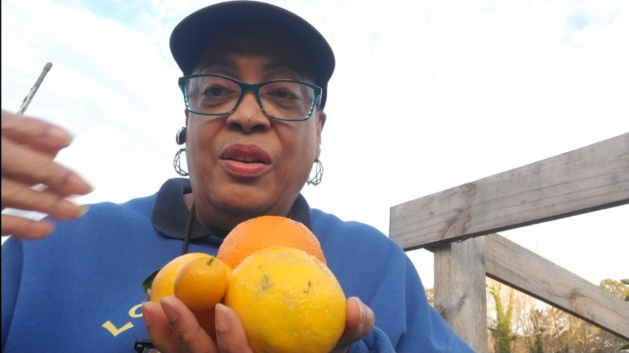 Citrus harvesting/satsuma orange, meyer lemon and Meiwa kumquat YouTube