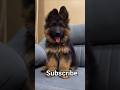 मिली दुनिया के सबसे बफादार रॉयल डॉग 👍🦮👉 से #dog #lebradorlovers #viral #shorts 💯🫣❤️