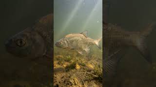 Warum jeder Brassen fängt 😳🐟 aber keiner sie versteht #fischfakten #fishing #angeln #fisch #natur