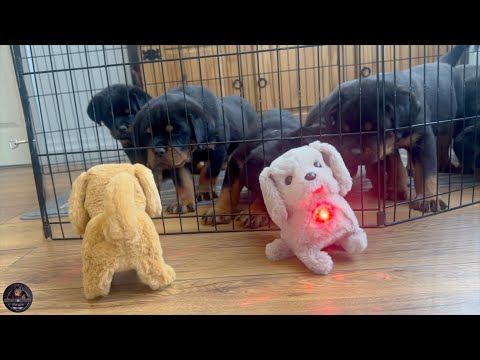 Rottweiler Puppies vs Toy Puppies