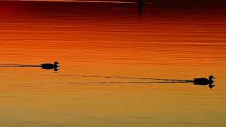Watch Moody Blues The Morning Another Morning video