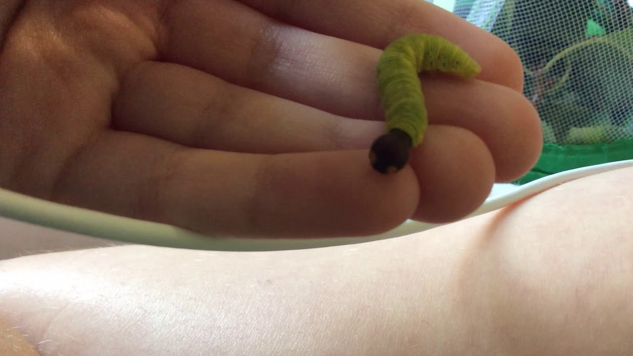 Silver spotted skipper caterpillar